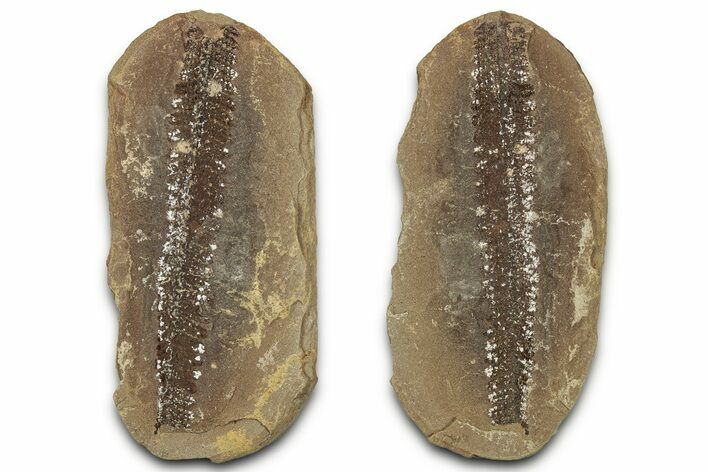 Fossil Fern (Pecopteris) Nodule Pos/Neg - Mazon Creek #325897